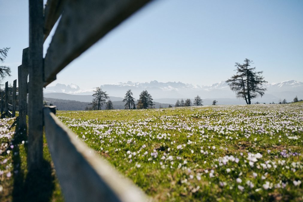 Momenti speciali in primavera 5=4